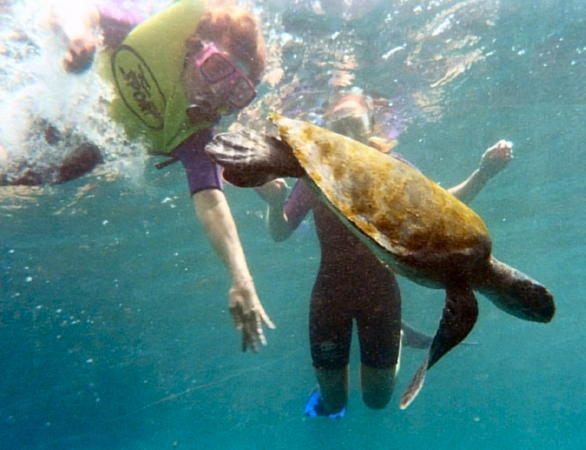 Susie & Melissa Swim with Sea Tortoises