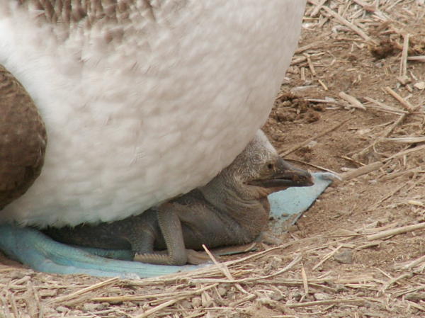 Newly Hatched Booby Chick