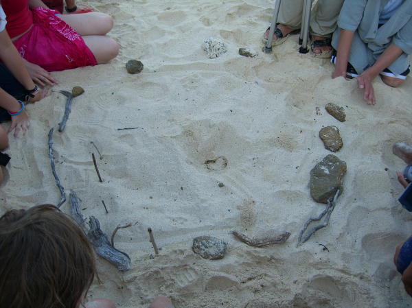 The Sand Moved!  Newborn Tortoise Soon Heads for the Water