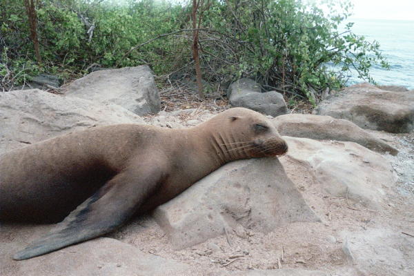 Resting Sea Lion