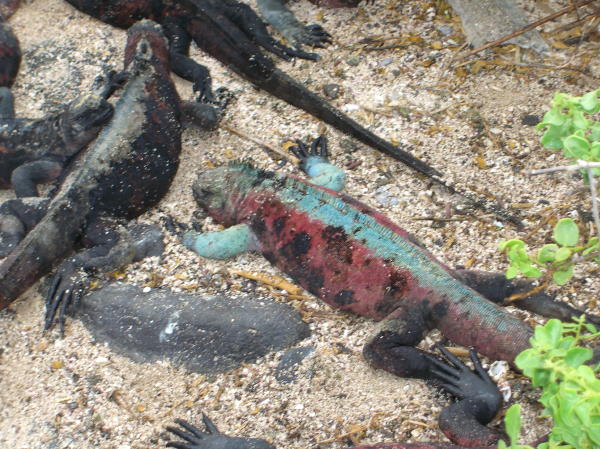 Marine Iguana turns Turquoise for Mating Season