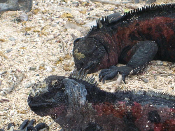 A Pair of Marine Iguanas