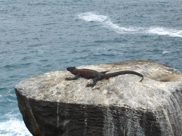 A Lone Marine Iguana Rests After a Tough Day of Eating Algae
