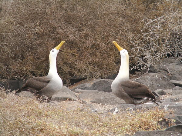 Albatross Mating Dance
