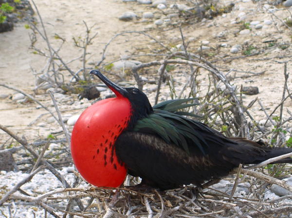 Frigate Bird Decked out to Attract a Mate