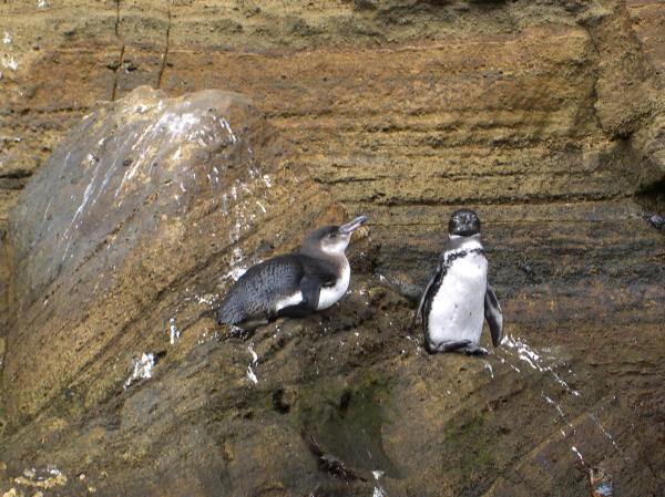 Penguins on a Ledge