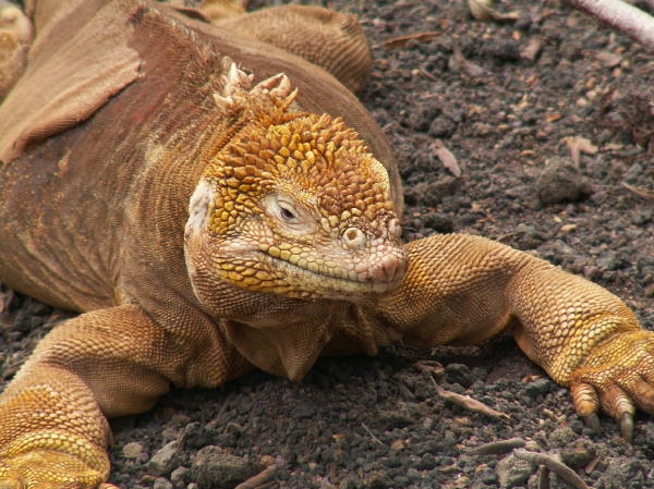 Land Iguana Gives Birth in a Volcano Crater