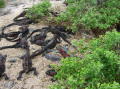 Marine Iguanas Sun Themselves in a Big Pile