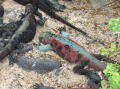 Marine Iguana turns Turquoise for Mating Season