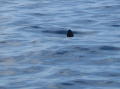 Mola Mola (2 ton Sunfish)