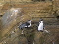 Penguins on a Ledge
